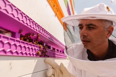 Abejas se refugian en una colmena robótica