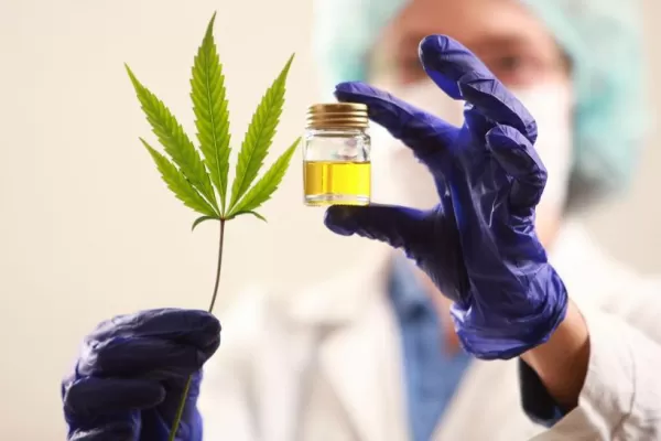 Qué establece la Ley de Cannabis Medicinal y Cáñamo Industrial