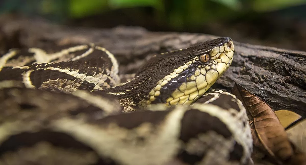 Una sustancia del veneno de una serpiente podría impedir la reproducción del coronavirus
