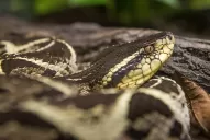 Una sustancia del veneno de una serpiente podría impedir la reproducción del coronavirus