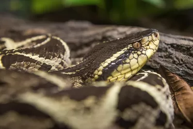 Una sustancia del veneno de una serpiente podría impedir la reproducción del coronavirus