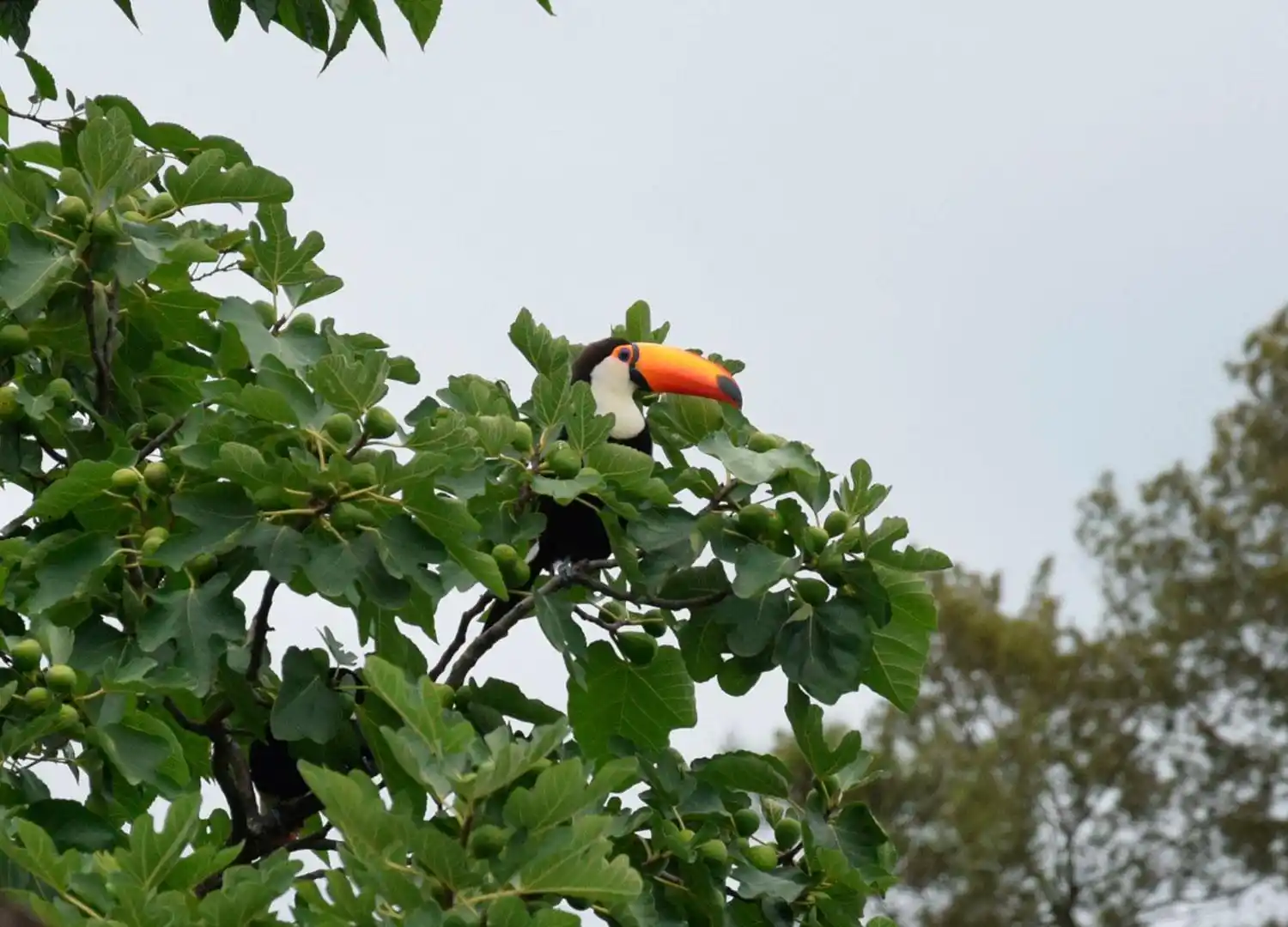 IMPACTANTE. Un tucán reposando sobre las ramas de una higuera, en un jardín particular. GENTILEZA JOSUÉ ROMANO