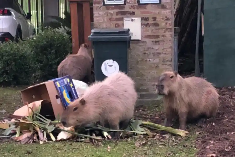 TRASTORNOS EN NORDELTA. Al igual que la mayoría de las especies silvestres que habitan el área, los carpinchos pueden ser potenciales reservorios de enfermedades zoonóticas. FOTO TOMADA DE INFOBAE.COM