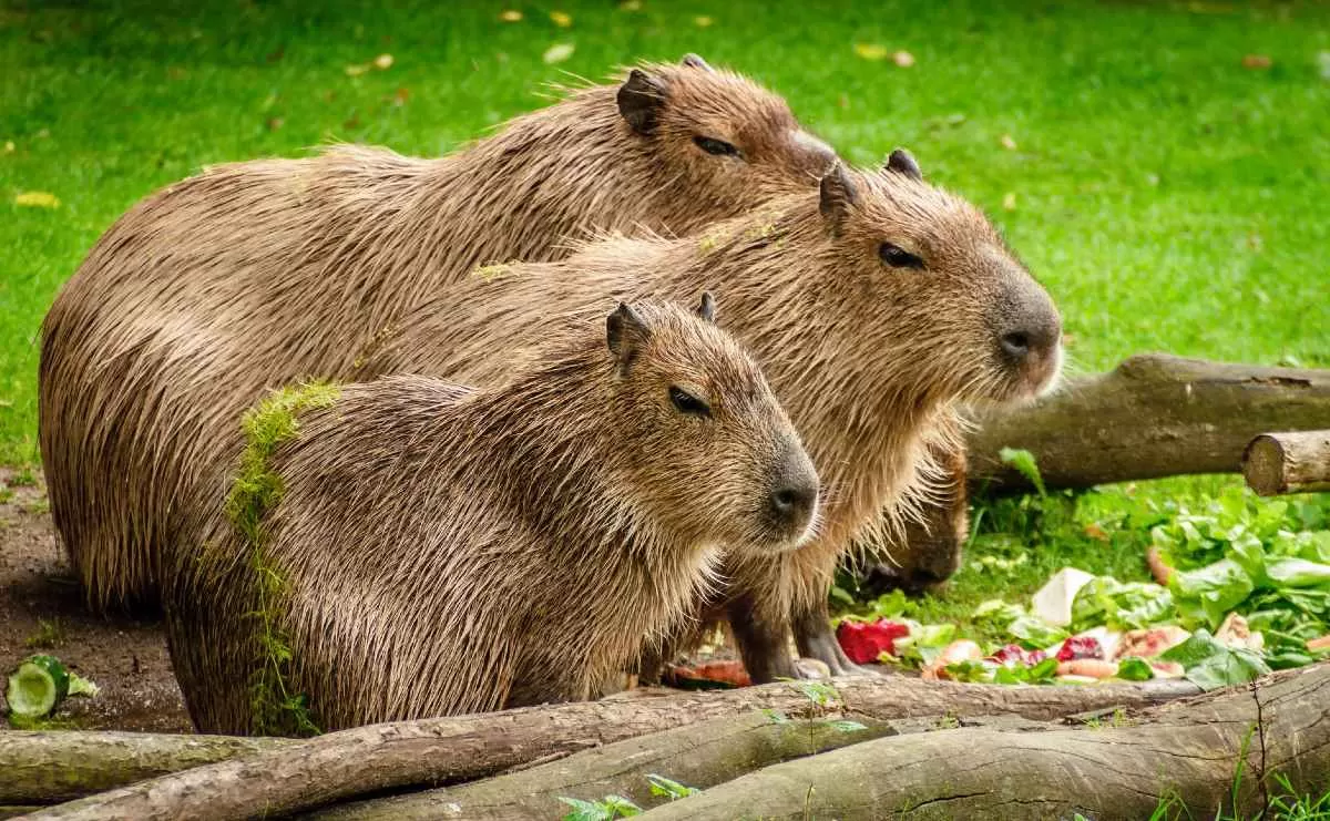 La otra cara de la viralización y los memes de los carpinchos