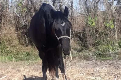 Un vecino de El Timbó encontró mutilados a sus equinos: había decenas de cuerpos faenados