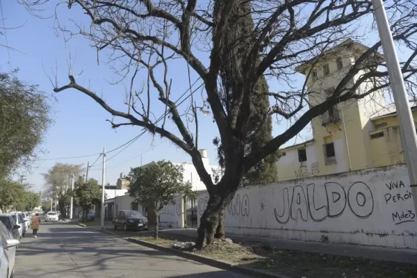 Cartas de lectores I: censo del arbolado urbano