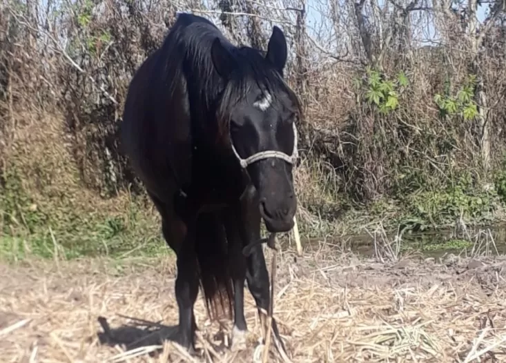 EJEMPLAR. Uno de los equinos que robaron de una finca de El Timbó. 