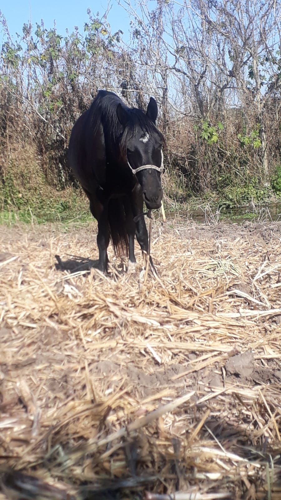 Un matadero de caballos a orillas del río Salí - Vimarsana News
