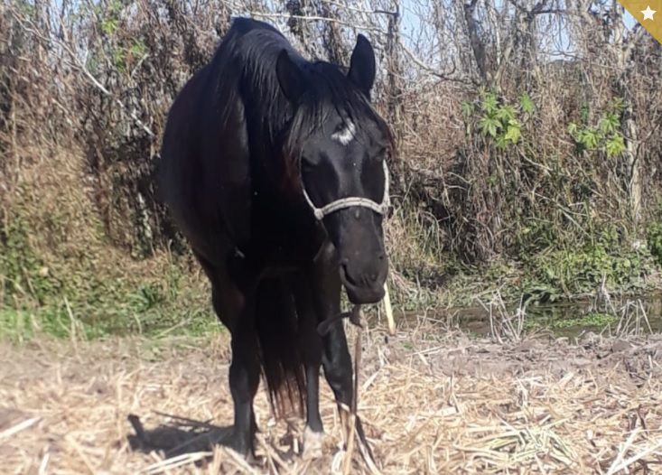 Un vecino de El Timbó encontró mutilados a sus equinos: había decenas de cuerpos faenados - Vimarsana News