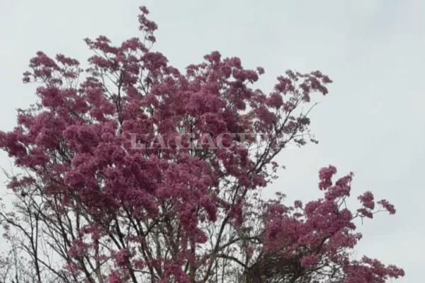 Tucumán: celebrarán el Día del Árbol plantando lapachos rosados