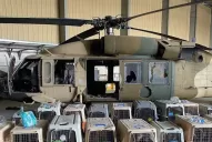 Denunciaron que EE.UU. abandonó a sus perros de servicio en el aeropuerto de Kabul