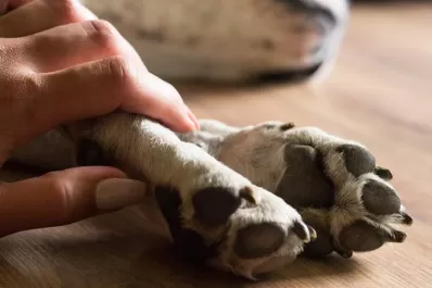 Fallo inédito en Tucumán: condenan a un carnicero por prender fuego y matar a un perro