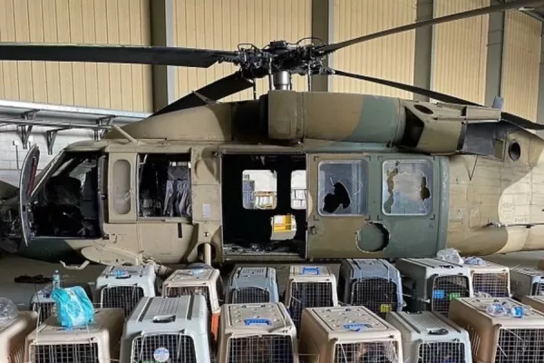 Denunciaron que EE.UU. abandonó a sus perros de servicio en el aeropuerto de Kabul
