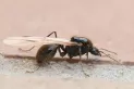 ¿Por qué hay tantas hormigas voladoras en algunas zonas de Tucumán?