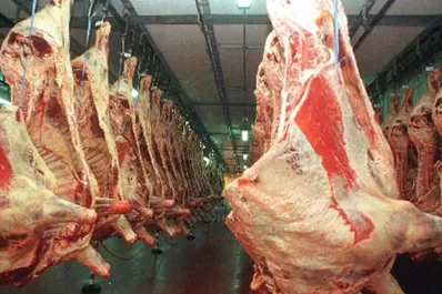 El campo resiste el cepo a las exportaciones de carne vacuna