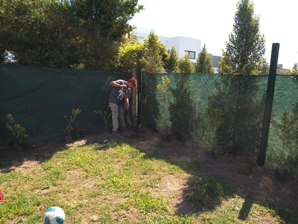 ¿Querés taparte del vecino?: cinco arbustos que le darán privacidad a tu jardín