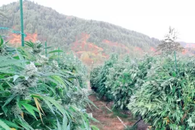 Cosechar marihuana en California, la nueva meca del trabajo golondrina para muchos tucumanos