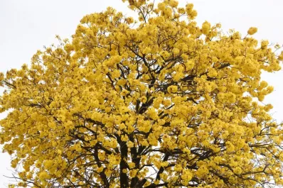 Vamos al rescate de jardines y balcones