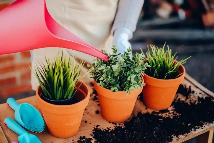 RENOVACIÓN. La tierra necesita recibir nuevos fertilizantes y nutrientes. 