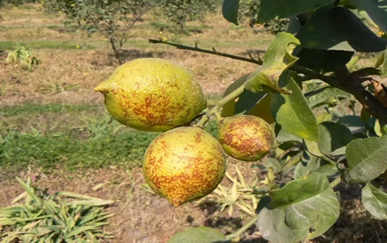 BUENA NOTICIA. La Melanosis bajó notablemente en el citrus de la provincia.  