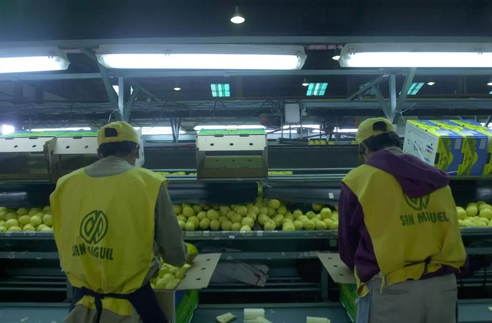 NÚMEROS. El volumen de limón producido hasta estos días ronda la 1,3 millón de toneladas, pero será superado con lo que resta por cosechar este mes. la gaceta / foto de juan pablo sanchez noli 