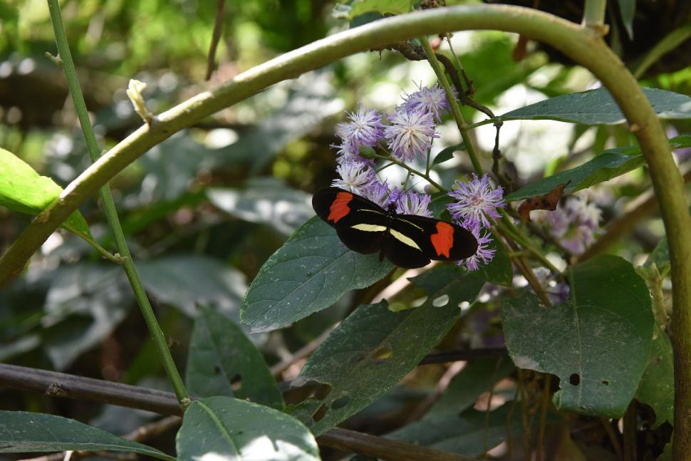 HABITANTE. La bella mariposa almendra forma parte de la gran población de insectos del parque. 