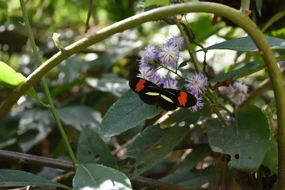 HABITANTE. La bella mariposa almendra forma parte de la gran población de insectos del parque. 