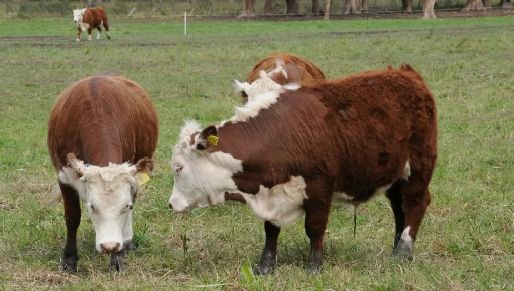 DATOS. El mes pasado se faenó un 5% menos de ganado bovino, interanual.