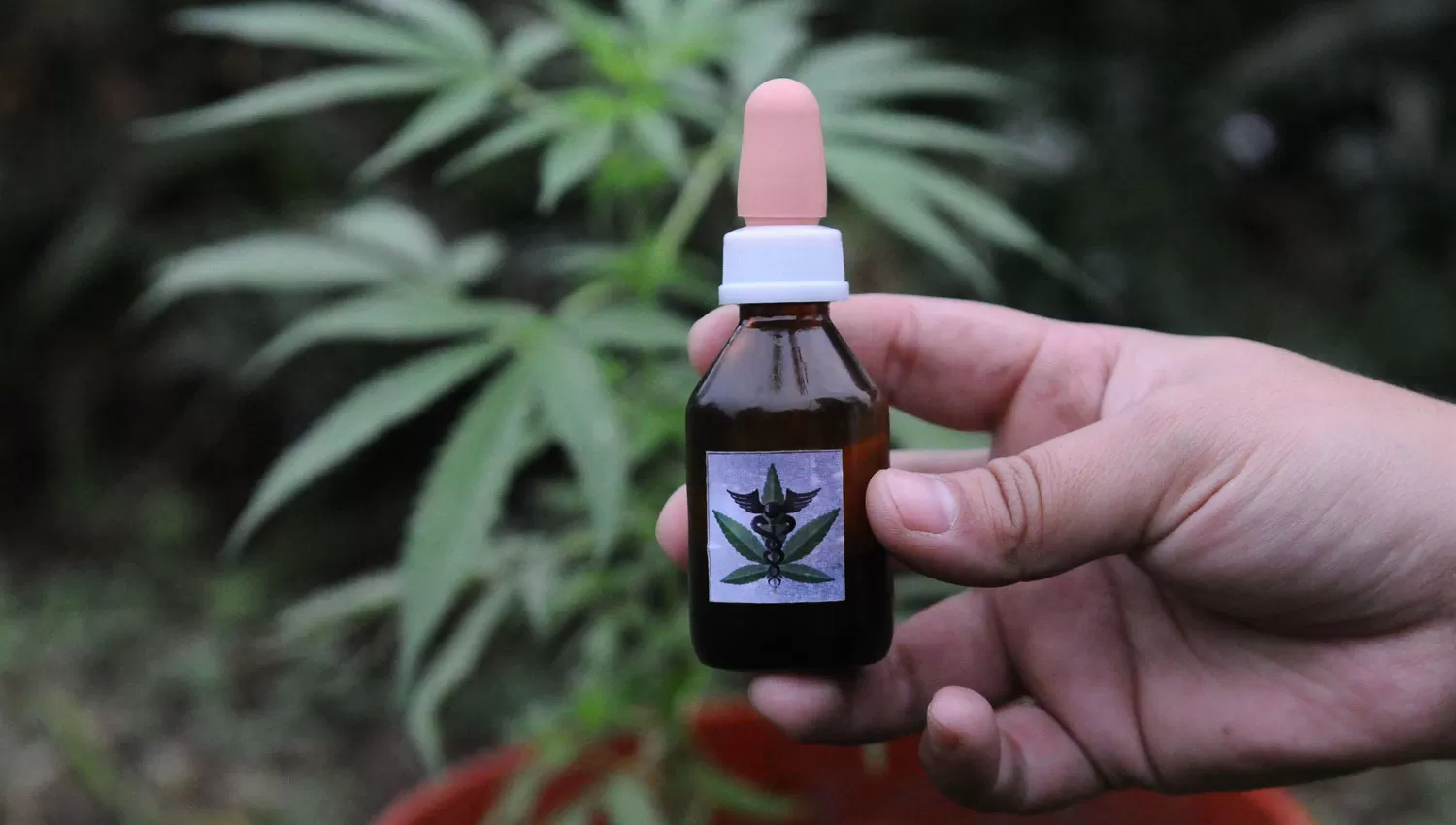 SALUD. El uso medicinal del cannabis es el primer paso para descubrir las cualidades de esta planta milenaria.