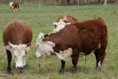 El mes pasado se faenó un 5% menos de ganado bovino, interanual