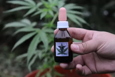 El Gobierno y el Conicet lanzaron una diplomatura en cannabis y sus usos medicinales: ¿Cómo me inscribo?