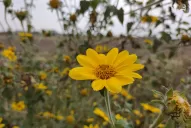 Alertan sobre el avance del “pasto cubano”