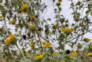 Un mal herbicida puede causar un 40% de pérdida