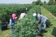 Productores de arándanos encaran con optimismo la nueva campaña
