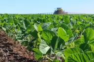 La superficie sembrada con soja sería la menor de las últimas 15 campañas