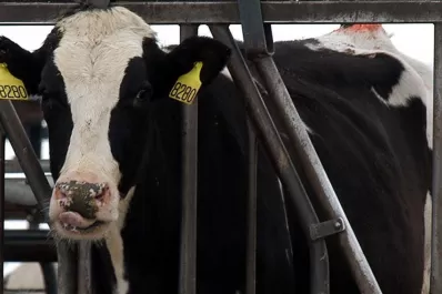 Inglaterra: detectaron un caso de la enfermedad de las vacas locas