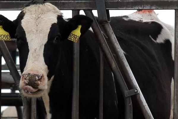 Inglaterra: detectaron un caso de la enfermedad de las vacas locas