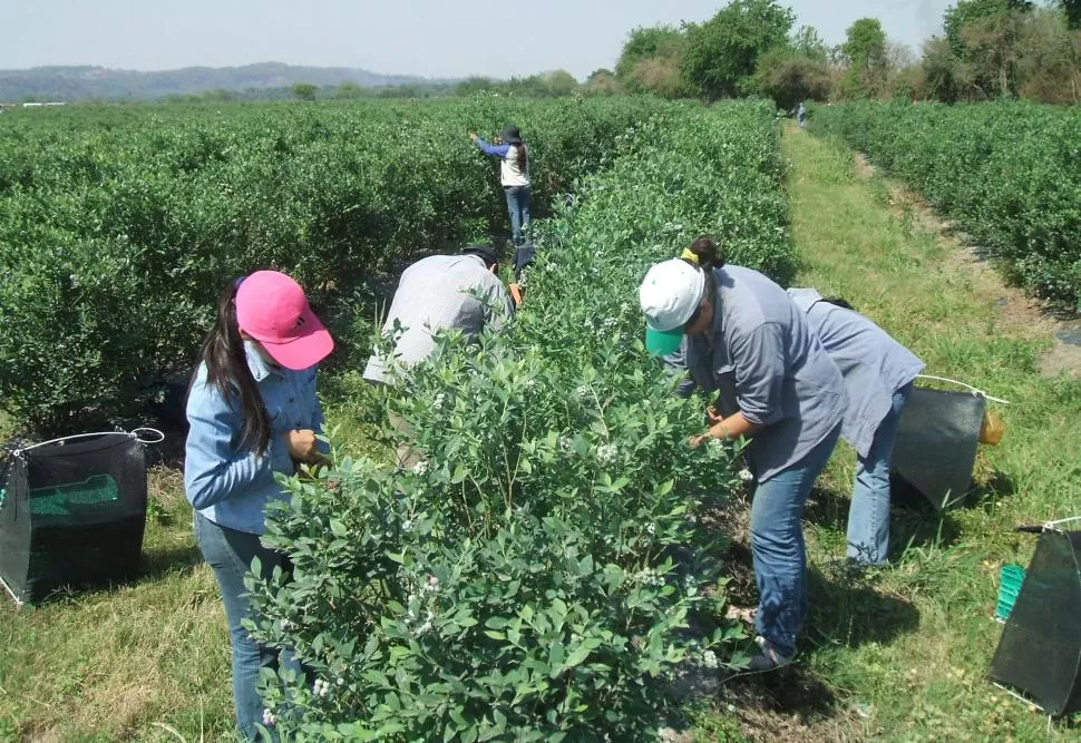 ELEGIDA. La fruta fresca argentina de exportación llega a niveles inéditos de calidad, con mayor calibre y bloom. la gaceta / FOTO DE OSVALDO RIPOLL
