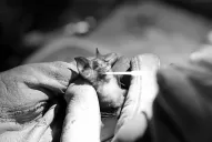 Buscan en Camboya el origen de la pandemia de coronavirus