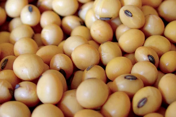 La tonelada de soja cerró a U$S 345 en Rosario