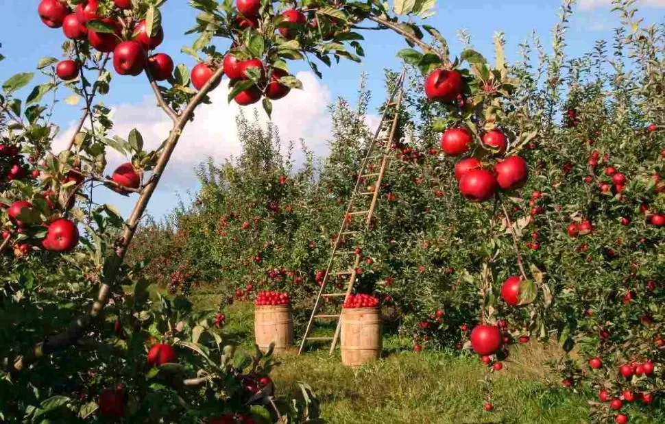 VEDETE. El interés de Europa se centra en calidades premium de peras, como las Abate y, muy especialmente, las orgánicas. En manzanas, también esta forma de producir salvó las exportaciones. 