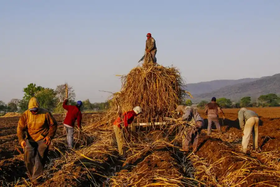 EN PLENA TAREA. “Surcos” se llama la muestra que se inaugurará hoy en el Museo de la Industria Azucarera y es el escenario donde se inspiró Ina Casanova para su foto “San Pablo - Lules”. archivo familia araoz 