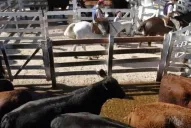 Manzur sostuvo que las exportaciones de vaca a China cuidan el empleo y la producción