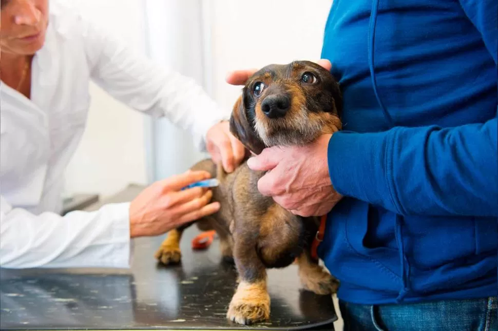 A NO DESCUIDARSE. La vacuna antirrábica salva vidas de mascotas y dueños. 