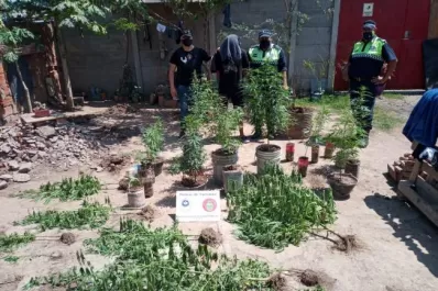 En septiembre, la policía tucumana secuestró 157 plantas de marihuana y detuvo a 49 personas