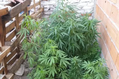 Encontraron 28 plantas de marihuana en una casa de La Bombilla