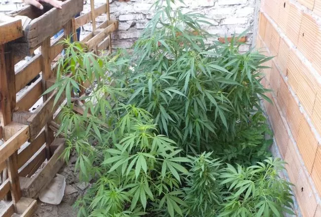 Encontraron 28 plantas de marihuana en una casa de La Bombilla