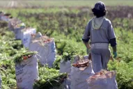 A construir: De qué trata el proyecto para convertir planes sociales en trabajo registrado