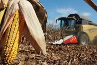 El maíz, un aliado clave para la rotación de cultivos