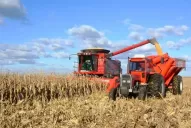 El rinde medio del maíz creció un 5% respecto de la campaña pasada